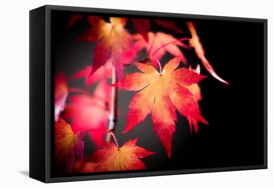 Fire Leaves-Philippe Sainte-Laudy-Framed Premier Image Canvas