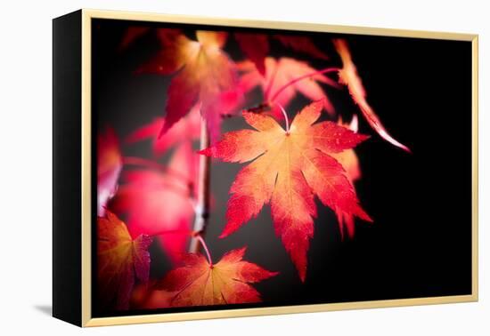 Fire Leaves-Philippe Sainte-Laudy-Framed Premier Image Canvas