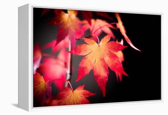 Fire Leaves-Philippe Sainte-Laudy-Framed Premier Image Canvas