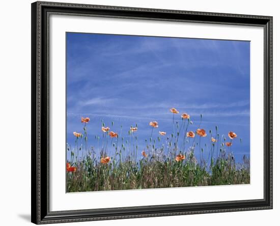 Fire Poppies by the Roadside, Whitman County, Washington, USA-Julie Eggers-Framed Photographic Print