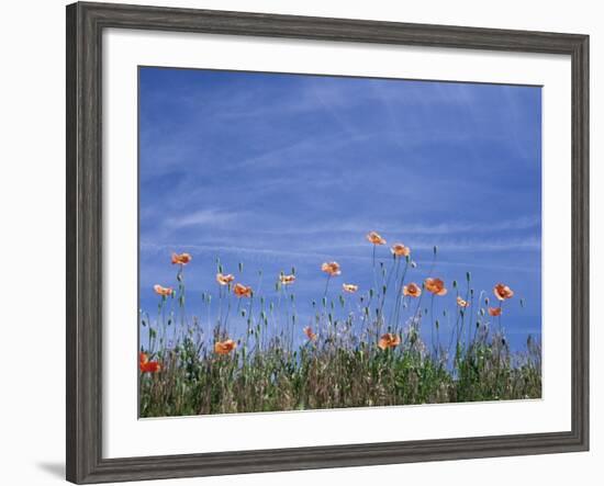 Fire Poppies by the Roadside, Whitman County, Washington, USA-Julie Eggers-Framed Photographic Print