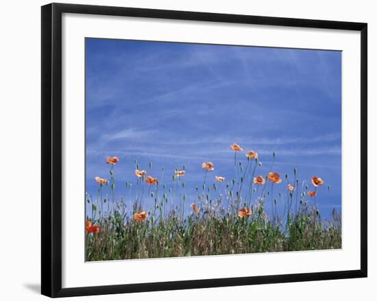 Fire Poppies by the Roadside, Whitman County, Washington, USA-Julie Eggers-Framed Photographic Print