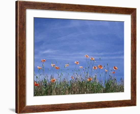 Fire Poppies by the Roadside, Whitman County, Washington, USA-Julie Eggers-Framed Photographic Print