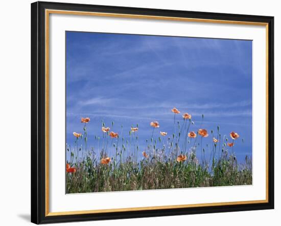 Fire Poppies by the Roadside, Whitman County, Washington, USA-Julie Eggers-Framed Photographic Print