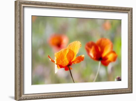 Fire Poppy Flowers, Palouse Country, Washington, USA-Terry Eggers-Framed Photographic Print