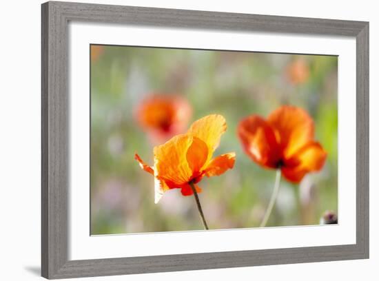 Fire Poppy Flowers, Palouse Country, Washington, USA-Terry Eggers-Framed Photographic Print