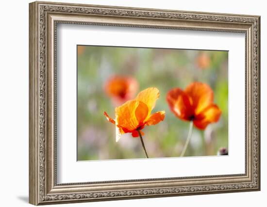 Fire Poppy Flowers, Palouse Country, Washington, USA-Terry Eggers-Framed Photographic Print