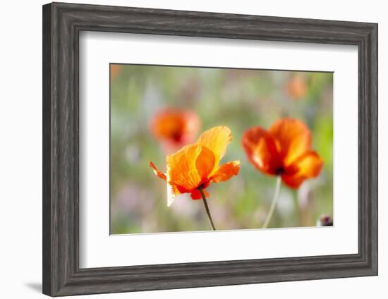 Fire Poppy Flowers, Palouse Country, Washington, USA-Terry Eggers-Framed Photographic Print