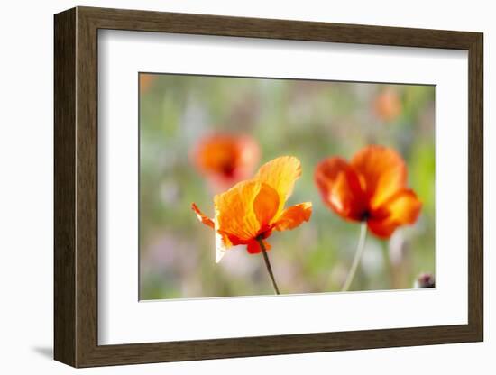 Fire Poppy Flowers, Palouse Country, Washington, USA-Terry Eggers-Framed Photographic Print