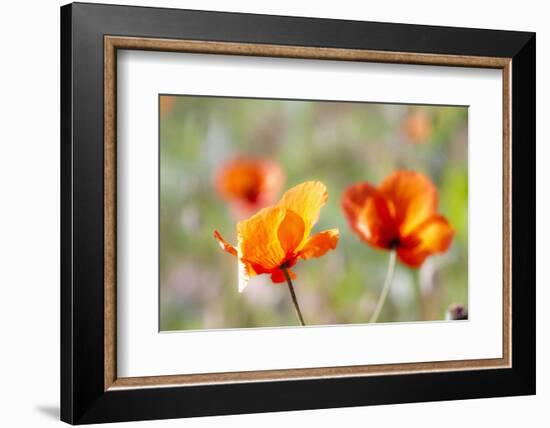 Fire Poppy Flowers, Palouse Country, Washington, USA-Terry Eggers-Framed Photographic Print