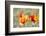 Fire Poppy Flowers, Palouse Country, Washington, USA-Terry Eggers-Framed Photographic Print