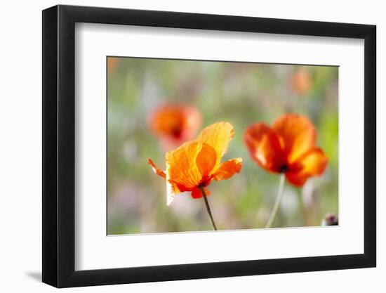 Fire Poppy Flowers, Palouse Country, Washington, USA-Terry Eggers-Framed Photographic Print