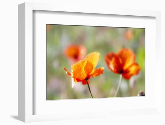 Fire Poppy Flowers, Palouse Country, Washington, USA-Terry Eggers-Framed Photographic Print