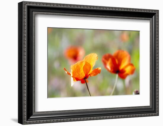 Fire Poppy Flowers, Palouse Country, Washington, USA-Terry Eggers-Framed Photographic Print