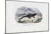Fire Salamander, 1863-79-Raimundo Petraroja-Mounted Giclee Print