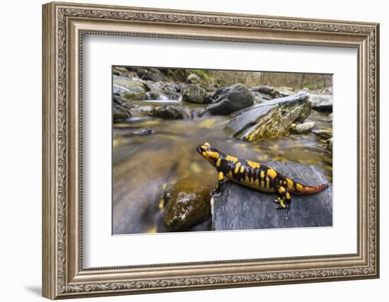 Fire salamander female almost ready to give birth to her larvae into the stream, Apennines, Italy-Emanuele Biggi-Framed Photographic Print