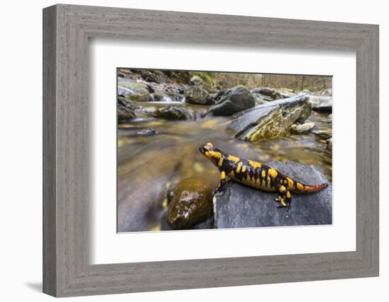 Fire salamander female almost ready to give birth to her larvae into the stream, Apennines, Italy-Emanuele Biggi-Framed Photographic Print