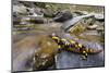 Fire salamander female almost ready to give birth to her larvae into the stream, Apennines, Italy-Emanuele Biggi-Mounted Photographic Print