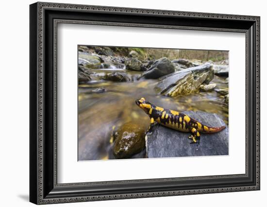 Fire salamander female almost ready to give birth to her larvae into the stream, Apennines, Italy-Emanuele Biggi-Framed Photographic Print