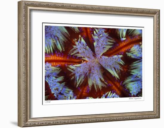 Fire Urchin-Jones-Shimlock-Framed Giclee Print