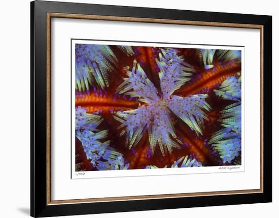 Fire Urchin-Jones-Shimlock-Framed Giclee Print