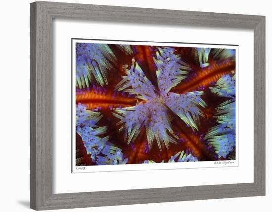 Fire Urchin-Jones-Shimlock-Framed Giclee Print
