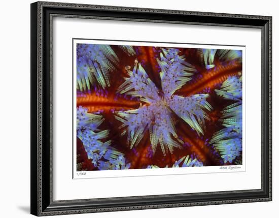 Fire Urchin-Jones-Shimlock-Framed Giclee Print