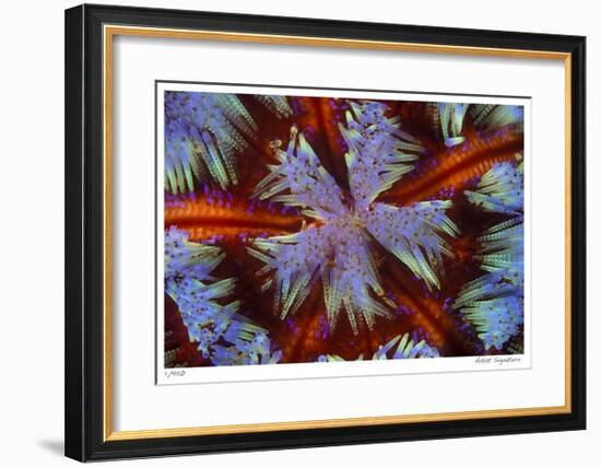 Fire Urchin-Jones-Shimlock-Framed Giclee Print