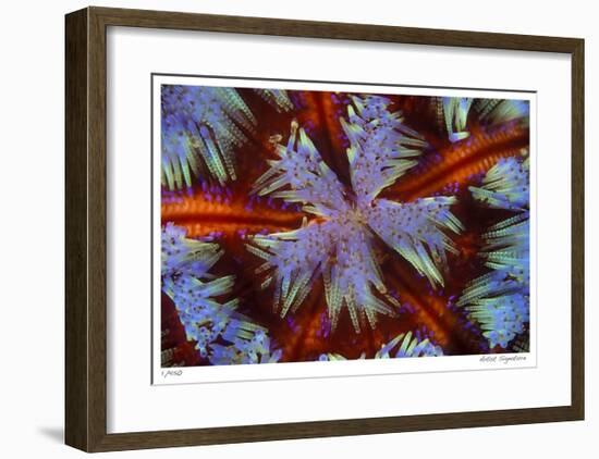 Fire Urchin-Jones-Shimlock-Framed Giclee Print