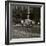 Fire Wood Pickers-Lewis Wickes Hine-Framed Photo