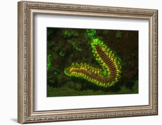 Fire Worm, Night Fluorescing, Bonaire, Caribbean-Stuart Westmorland-Framed Photographic Print