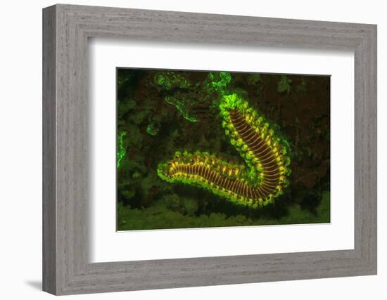 Fire Worm, Night Fluorescing, Bonaire, Caribbean-Stuart Westmorland-Framed Photographic Print