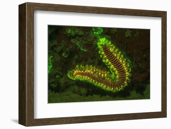 Fire Worm, Night Fluorescing, Bonaire, Caribbean-Stuart Westmorland-Framed Photographic Print