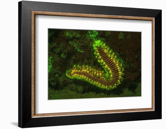 Fire Worm, Night Fluorescing, Bonaire, Caribbean-Stuart Westmorland-Framed Photographic Print