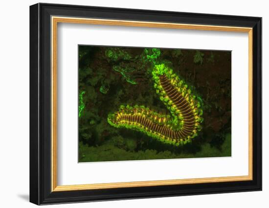 Fire Worm, Night Fluorescing, Bonaire, Caribbean-Stuart Westmorland-Framed Photographic Print