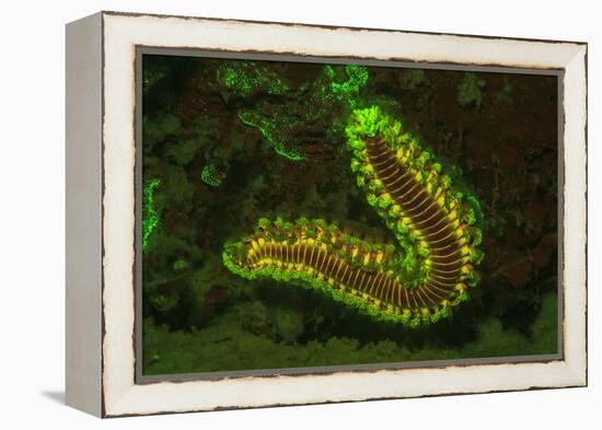 Fire Worm, Night Fluorescing, Bonaire, Caribbean-Stuart Westmorland-Framed Premier Image Canvas