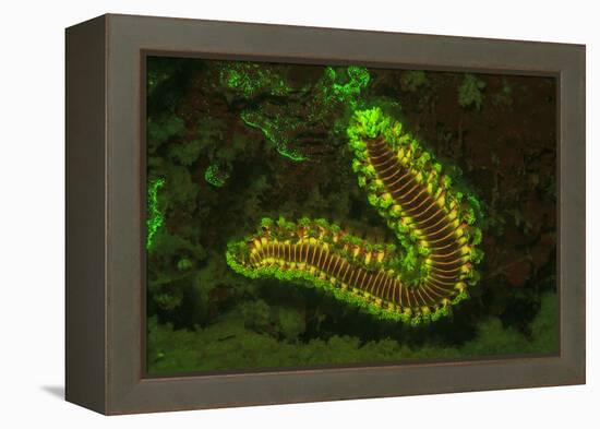 Fire Worm, Night Fluorescing, Bonaire, Caribbean-Stuart Westmorland-Framed Premier Image Canvas