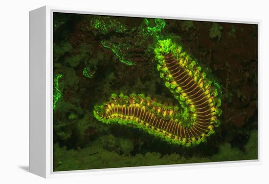 Fire Worm, Night Fluorescing, Bonaire, Caribbean-Stuart Westmorland-Framed Premier Image Canvas