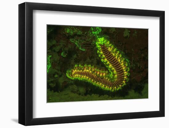 Fire Worm, Night Fluorescing, Bonaire, Caribbean-Stuart Westmorland-Framed Premium Photographic Print