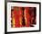 Fire-Pamela Nielsen-Framed Collectable Print