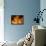 Fire-null-Framed Premier Image Canvas displayed on a wall