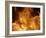 Fire-null-Framed Photographic Print