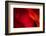 Fire-Ursula Abresch-Framed Photographic Print