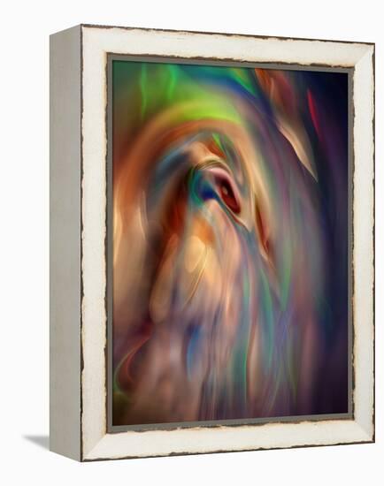 Firebird-Ursula Abresch-Framed Premier Image Canvas