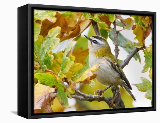 Firecrest amongst oak leaves in autumn, Finland-Markus Varesvuo-Framed Premier Image Canvas