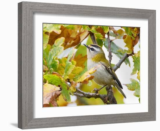 Firecrest amongst oak leaves in autumn, Finland-Markus Varesvuo-Framed Photographic Print