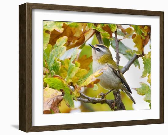 Firecrest amongst oak leaves in autumn, Finland-Markus Varesvuo-Framed Photographic Print