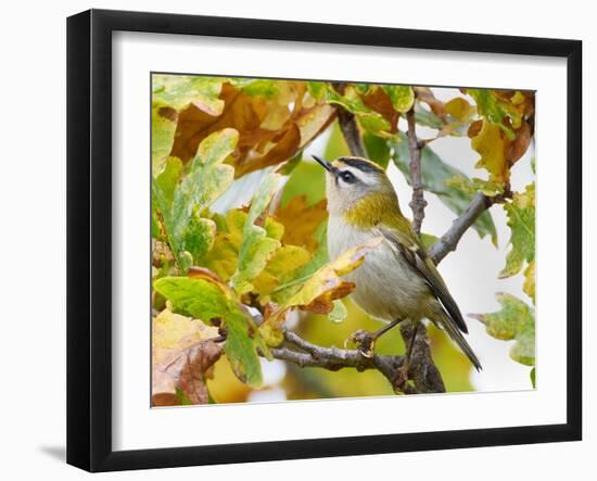 Firecrest amongst oak leaves in autumn, Finland-Markus Varesvuo-Framed Photographic Print