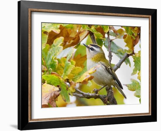 Firecrest amongst oak leaves in autumn, Finland-Markus Varesvuo-Framed Photographic Print