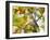 Firecrest amongst oak leaves in autumn, Finland-Markus Varesvuo-Framed Photographic Print